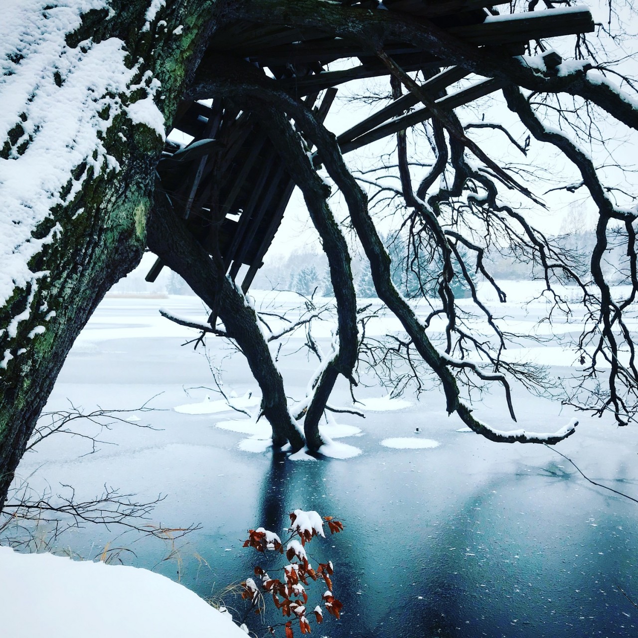 Eigentlich. – Schwarzfuchs